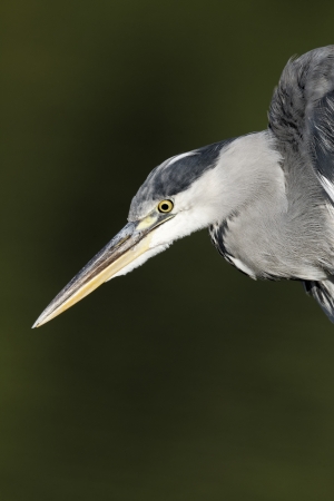 Grey heron, Ardea cinerea, single bird head shot, Warwickshire, September 2012の写真素材