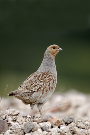 Grey partridge, Perdix perdix, single bird on gravel, Midlands, July 2011              の写真素材