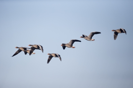 Greylag goose, Anser anser, group of birds in flight, Slimbridge, Gloucestershire, December 2012の写真素材