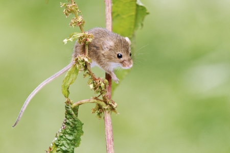 Harvest mouse, Micromys minutus, single animal on stem, Captive, July 2011            