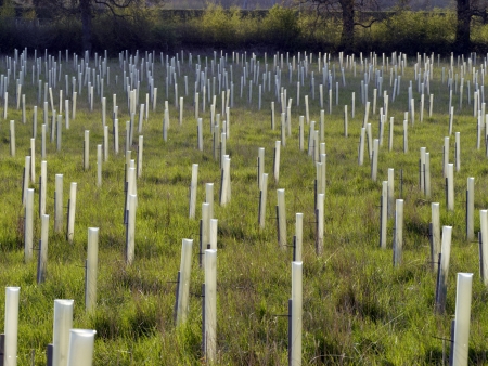 Heart of England Forest, Warwickshire, May 2012の写真素材
