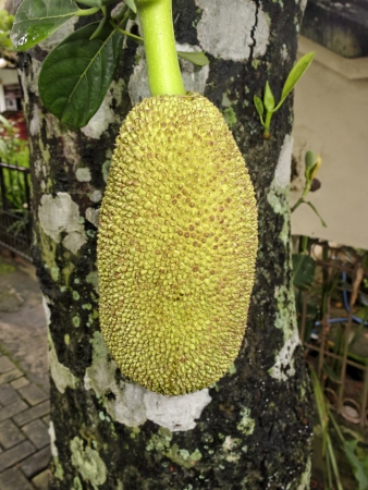 Jackfruit or Nangka, Lombok, Indonesia, March 2011largest tree borne fruit in the world