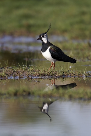 Northern lapwing, Vanellus vanellus, single bird by water, Midlands, April 2011