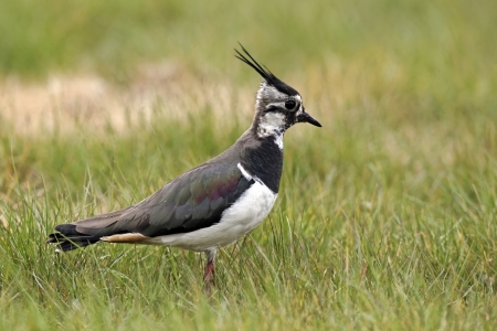 Northern lapwing, Vanellus vanellus, single bird on grass, Midlands, April 2011