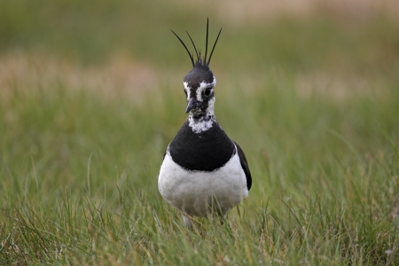 Northern lapwing, Vanellus vanellus, single bird on grass, Midlands, April 2011