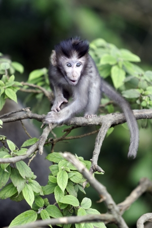 Long-tailed macaque, Macaca fascicularis, single youngster on branch, Indonesia, March 2011の写真素材