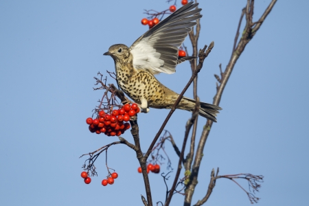 Mistle thrush, Turdus viscivorus, single bird on Rowan berries, Warwickshire, November 2012の写真素材