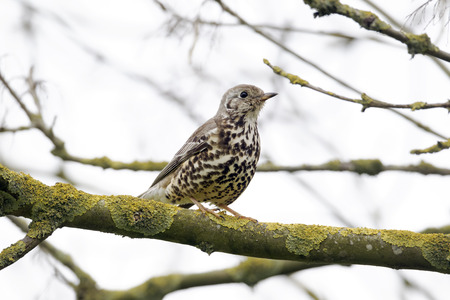 Mistle thrush, Turdus viscivorus, single bird on branch drying feathers after bathing, Warwickshire,...