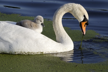 Mute swan, Cygnus olor, Female with young on back, London, May 2012の写真素材