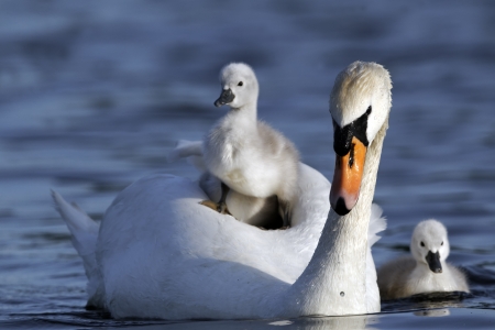 Mute swan, Cygnus olor, Female with young on back, London, May 2012の写真素材
