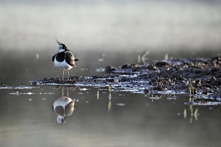 Northern lapwing, Vanellus vanellus, single bird by water in mist, Midlands, May 2011             の写真素材