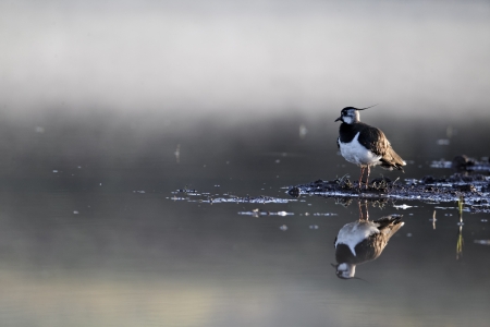 Northern lapwing, Vanellus vanellus, single bird by water in mist, Midlands, May 2011             の写真素材