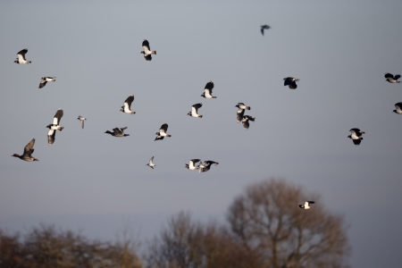 Northern lapwing, Vanellus vanellus, group of birds in flight, Slimbridge, Gloucestershire, December 2012の写真素材