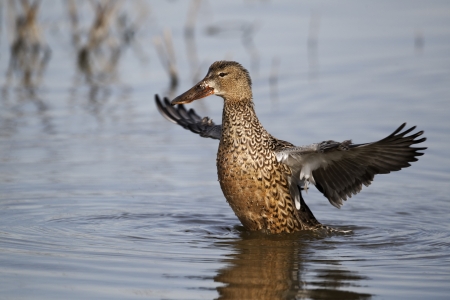 Northern shoveler, Anas clypeata, single female wing stretching on water, Warwickshire, March 2012    の写真素材