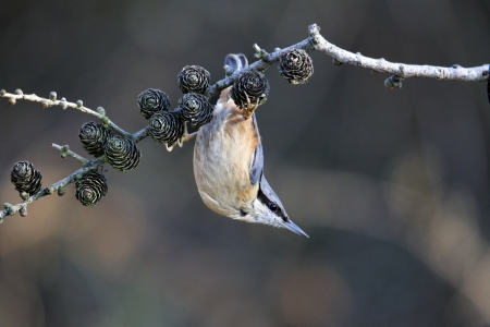 Nuthatch, Sitta europaea, single bird hanging upside down from larch cones, West Midlands, February 2011の写真素材