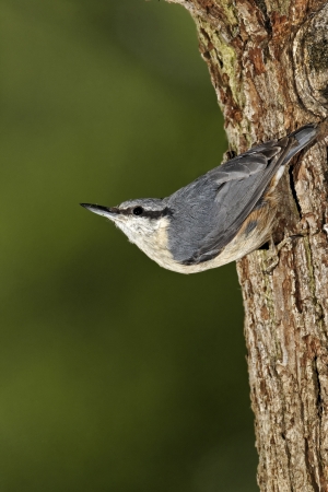 Nuthatch, Sitta europaea, single bird at nest hole, Midlands, May 2011                の写真素材