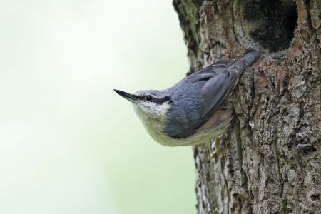 Nuthatch, Sitta europaea, single bird at nest hole, Midlands, May 2011                の写真素材