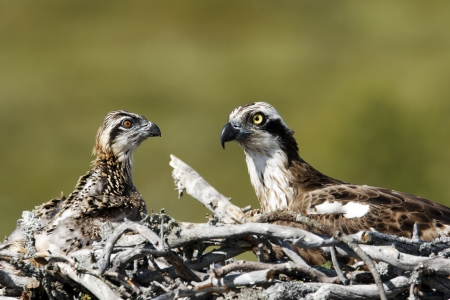 Osprey, Pandion haliaetus, single adult on nest with young, Finland, July 2012の写真素材