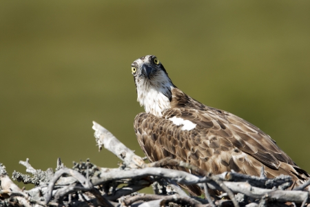 Osprey, Pandion haliaetus, single adult on nest with young, Finland, July 2012の写真素材