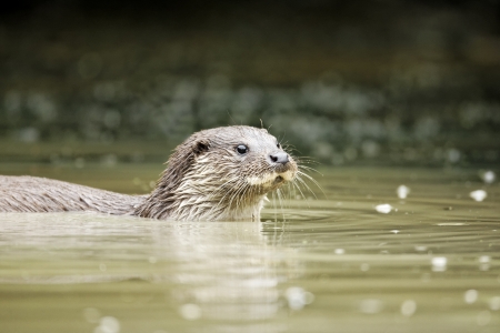 Otter, Lutra lutra, single animal head shot in water, captive, July 2011            の写真素材