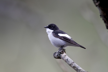 Pied flycatcher, Ficedula hypoleuca, single male singing on branch, Powys, Wales, April 2012            の写真素材