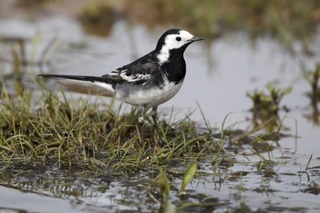 Pied wagtail, Motacilla alba yarrellii, single bird by water, Midlands, April 2011の写真素材