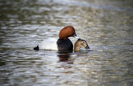Pochard, Aythya ferina, pair mating on water, Warwickshire, March 2012の写真素材