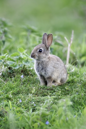 Rabbit, Oryctolagus cuniculus, single young mammal in grass, Warwickshire, May 2012の写真素材