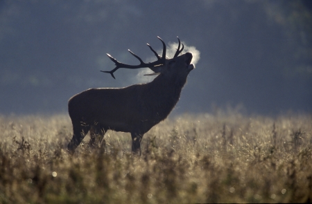 Red deer, Cervus elaphus, single male roaring in rut, Bradgate Park, Leicestershireの写真素材