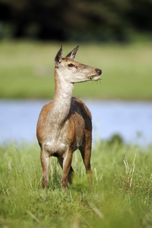 Red deer, Cervus elaphus, single female in grass, London, May 2012の写真素材