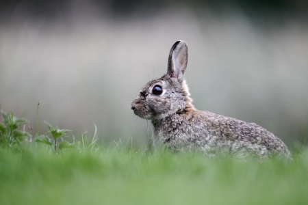 Rabbit, Oryctolagus cuniculus, single mammal on grass, Midlands, April 2011の写真素材