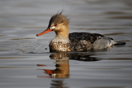 Red-breasted merganser, Mergus serrator, single juvenile male on water, Staffordshire, November 2011の写真素材