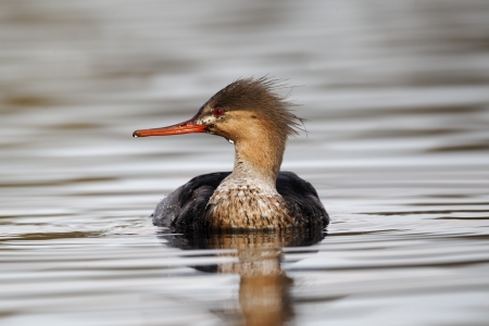 Red-breasted merganser, Mergus serrator, single juvenile male on water, Staffordshire, November 2011の写真素材