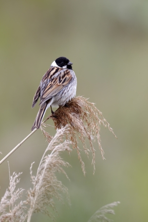 Reed bunting, Emberiza schoeniclus, single male on perch, Midlands, June 2011の写真素材