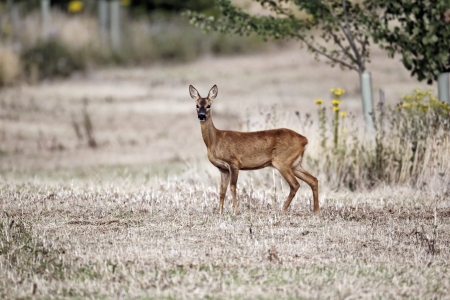 Roe deer, Capreolus capreolus, single female on grass, Midlands, July 2011           の写真素材