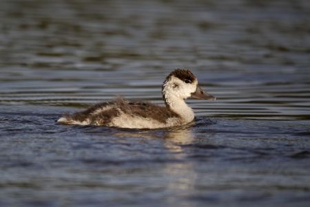 Shelduck, Tadorna tadorna, single young bird on water, Midlands, June 2011               の写真素材