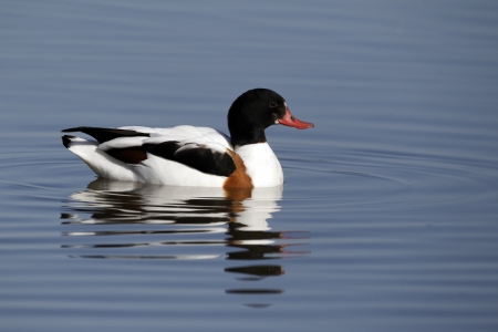 Shelduck, Tadorna tadorna, single female on water, Warwickshire, March 2012              の写真素材