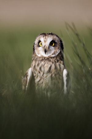 Short-eared owl, Asio flammeus, single bird in grass, captive, April 2011の写真素材