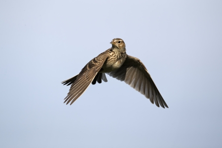 Skylark, Alauda arvensis, single bird in flight, Midlands, April 2011