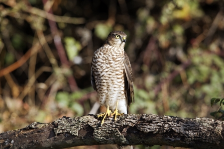 Sparrowhawk, Accipiter nisus, single bird on branch, Warwickshire, October 2011               の写真素材