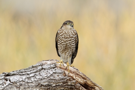 Sparrowhawk, Accipiter nisus, single bird on branch, Warwickshire, October 2011               の写真素材