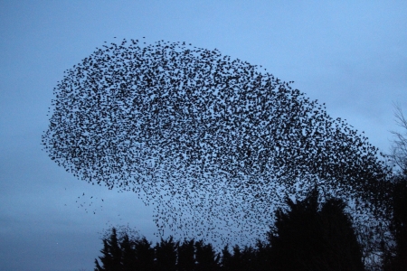 Starling, Sturnus vulgaris, large evening roost, Gloucestershire, UK, February 2011の写真素材