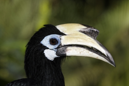 Southern pied-hornbill or Asian Pied-hornbill, Anthracoceros albirostris, single bird on branch, Indonesia, March 2011の写真素材