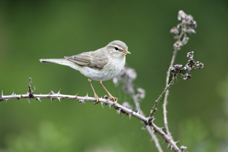 Willow warbler, Phylloscopus trochilus, single bird on branch, Worcestershire, June 2011       