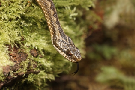 Adder, Vipera berus, female, head, Midlands, September 2009