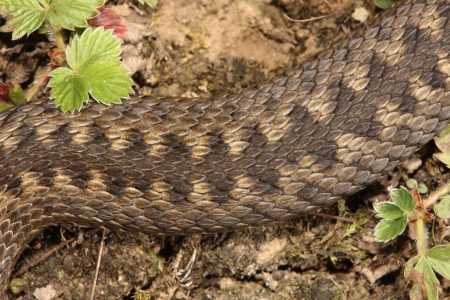 Adder, Vipera berus, female closeup skin, Midlands, September 2009