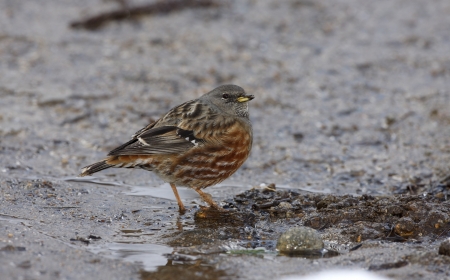 Alpine accentor, Prunella collaris,の写真素材