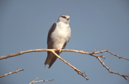 Black-shouldered kite, Elanus axillaris, India              