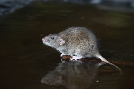 Brown rat, Rattus norvegicus, captive, August 2009の写真素材