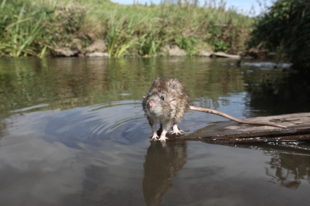 Brown rat, Rattus norvegicus, captive, by river, August 2009の写真素材